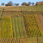 Weinberge im Herbst