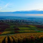 Weinberge im Herbst