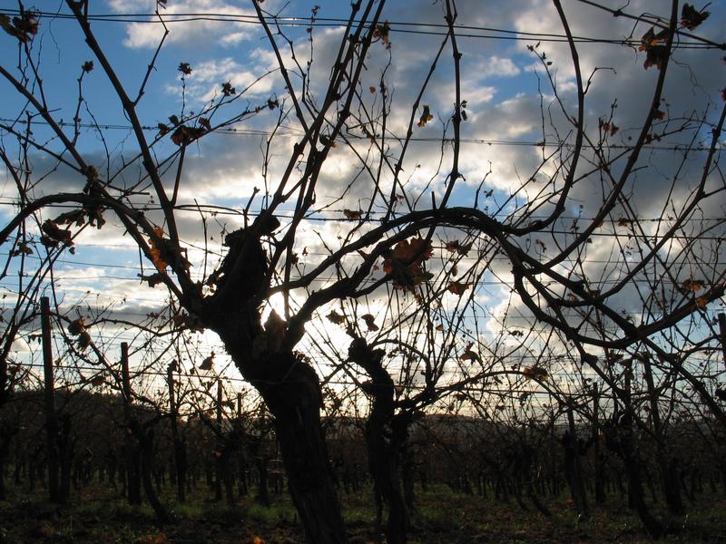 Weinberge im Herbst