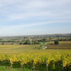 Weinberge im Herbst