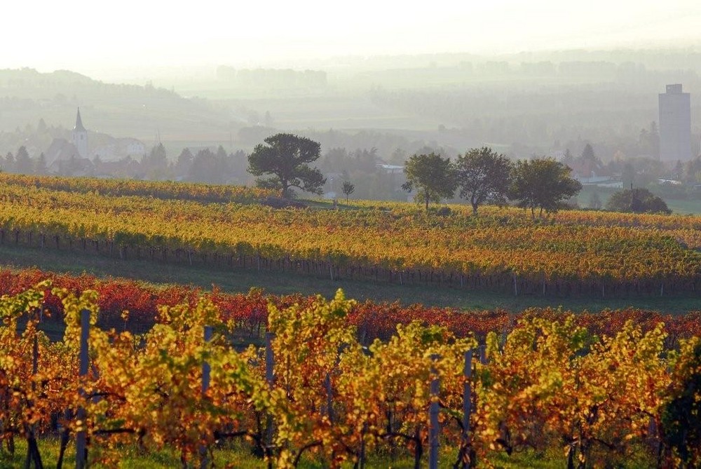 Weinberge im Herbst