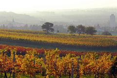 Weinberge im Herbst