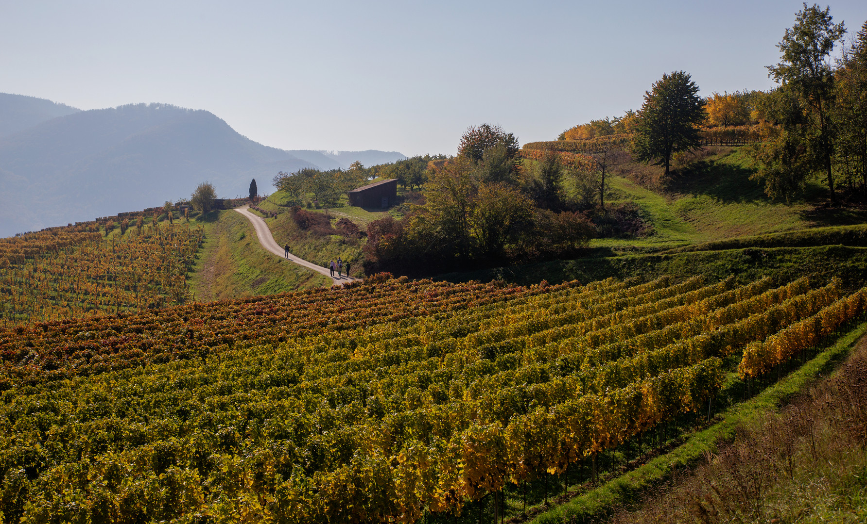 Weinberge im Herbst