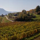 Weinberge im Herbst