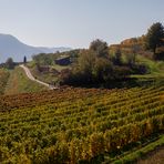 Weinberge im Herbst