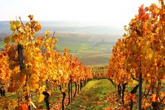 Weinberge im Herbst