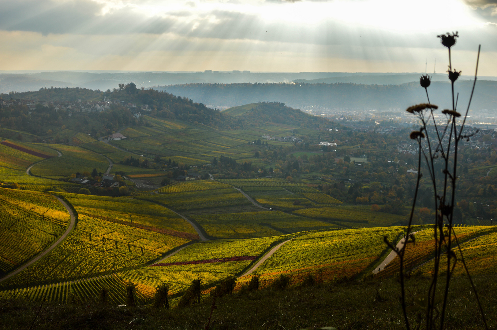 Weinberge im Herbst