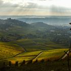 Weinberge im Herbst