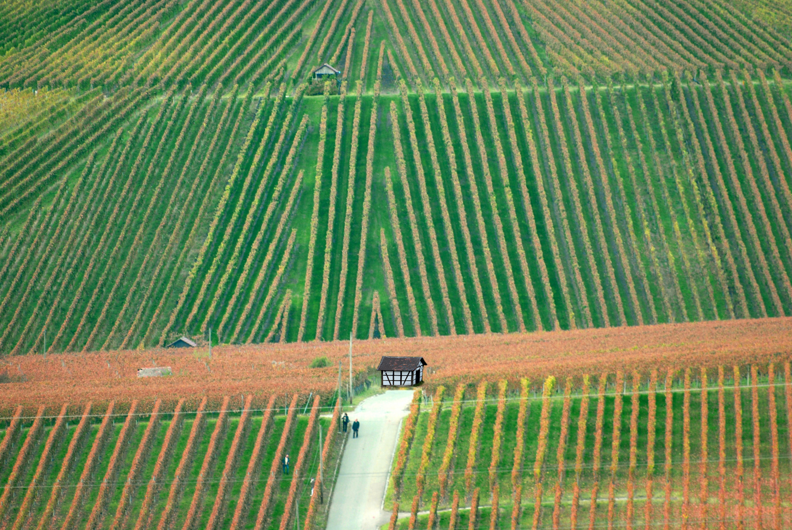 Weinberge im Herbst