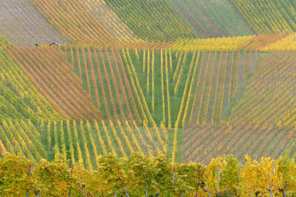 Weinberge im Herbst