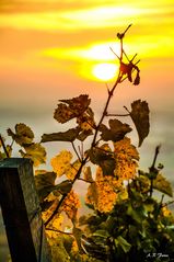 Weinberge im Herbst.