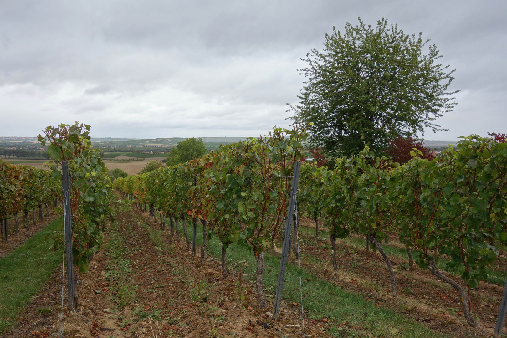 Weinberge im Herbst...