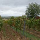 Weinberge im Herbst...