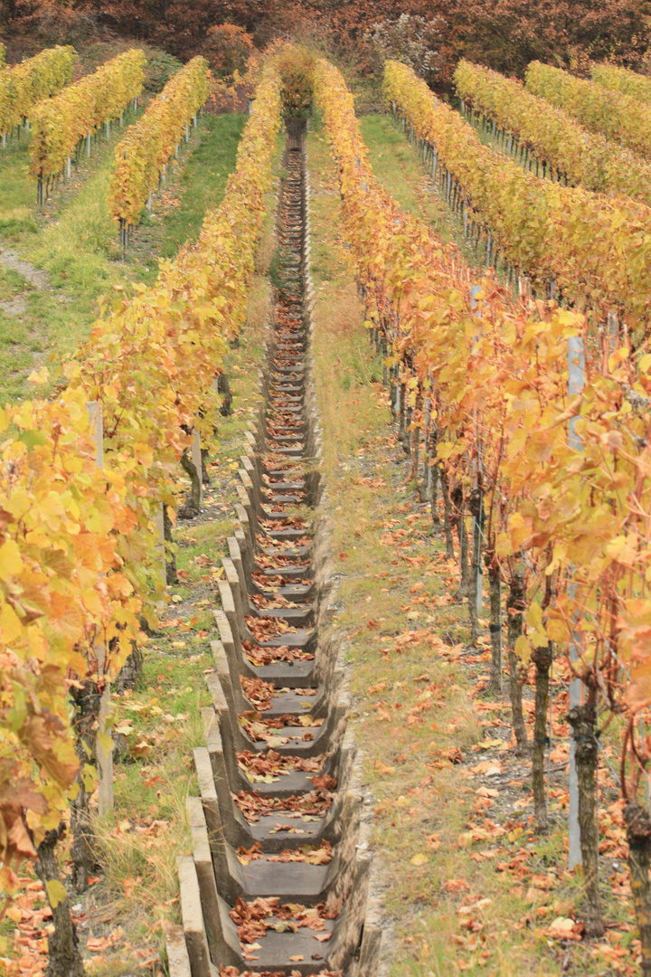 Weinberge im Herbst