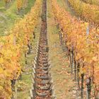 Weinberge im Herbst