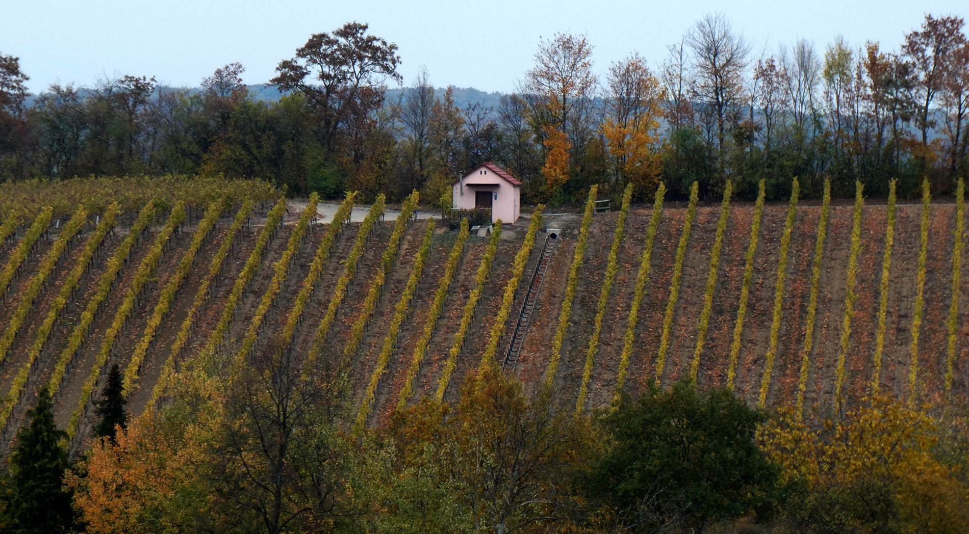 Weinberge-im-Herbst--