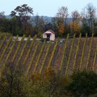 Weinberge-im-Herbst--