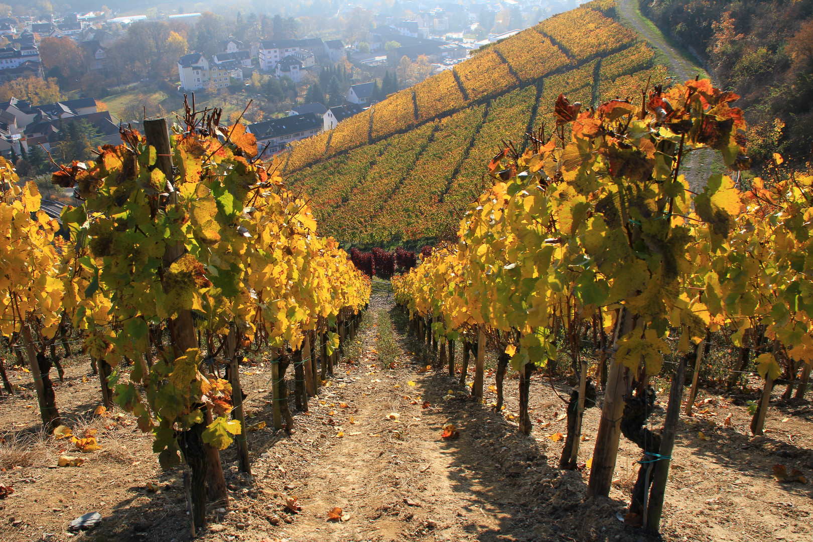 Weinberge im Herbst an der Ahr