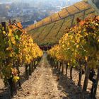 Weinberge im Herbst an der Ahr