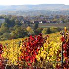 Weinberge im Herbst