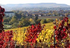 Weinberge im Herbst