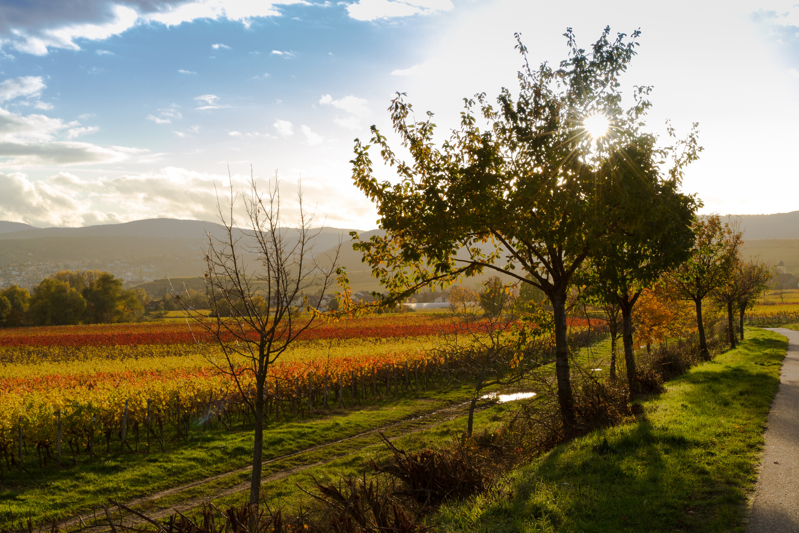 Weinberge im Herbst