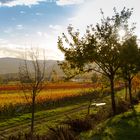 Weinberge im Herbst