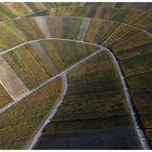 Weinberge im Herbst