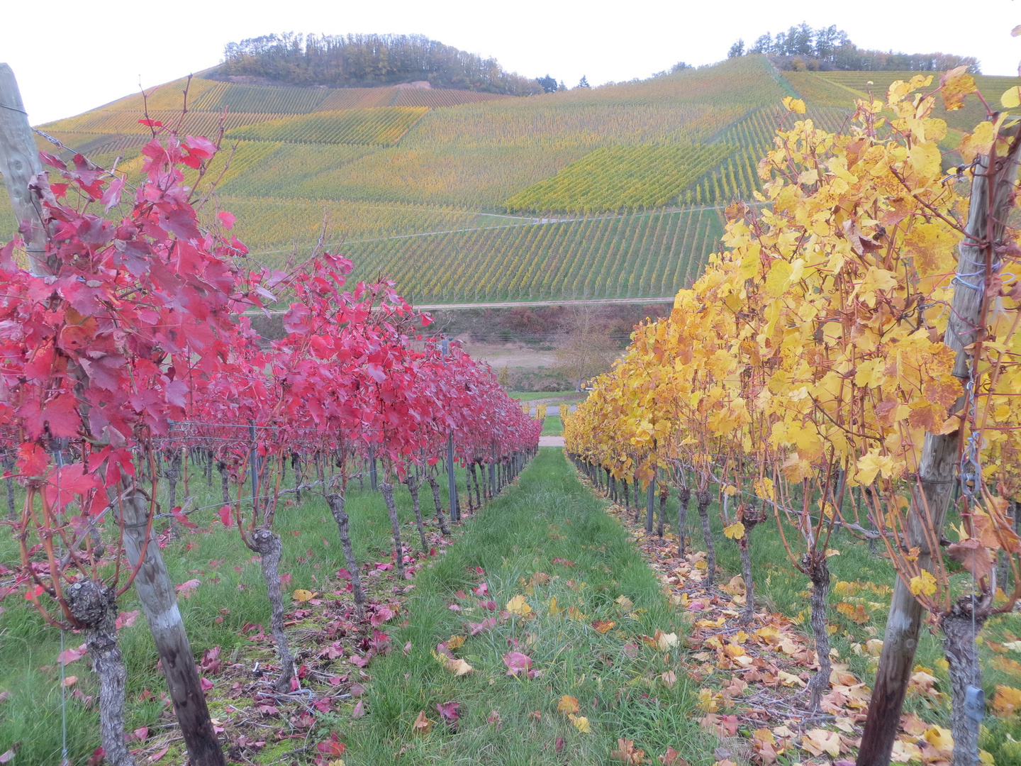 Weinberge im Herbst