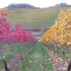 Weinberge im Herbst