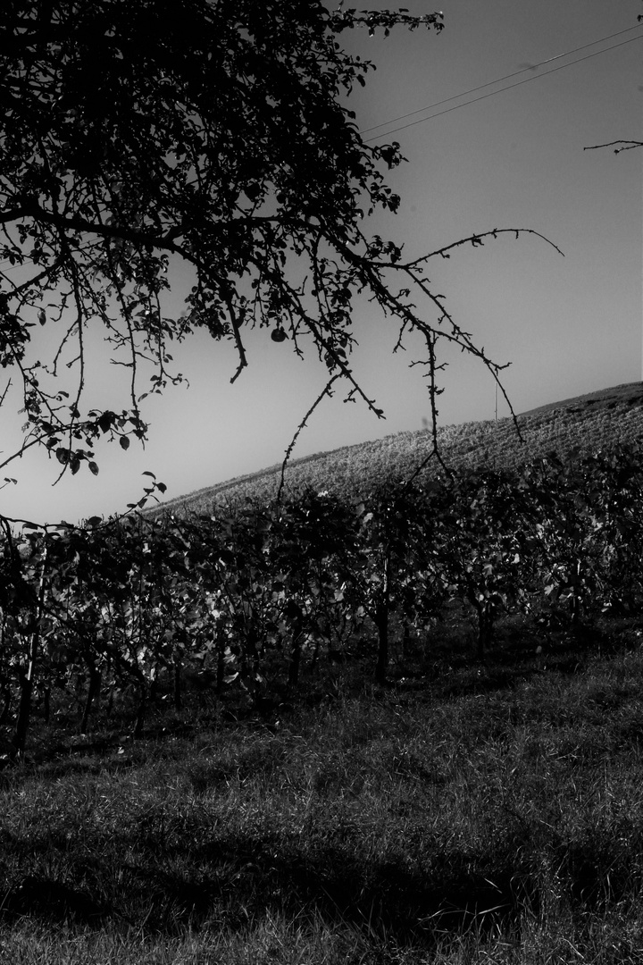 Weinberge im Herbst einmal in S/W