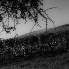 Weinberge im Herbst einmal in S/W