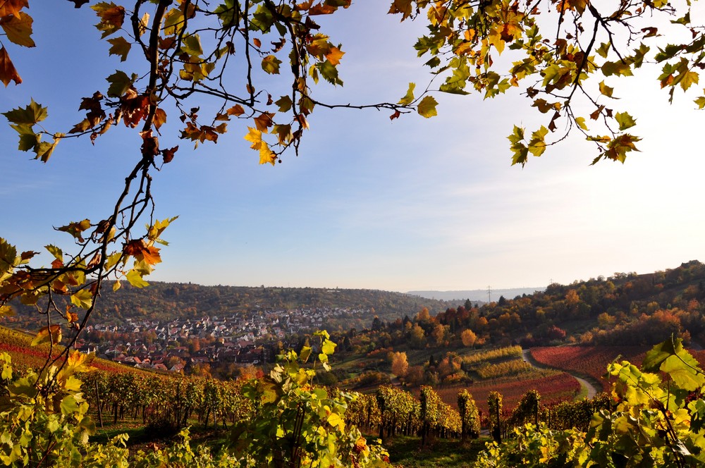 Weinberge im Herbst