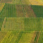 Weinberge im Herbst