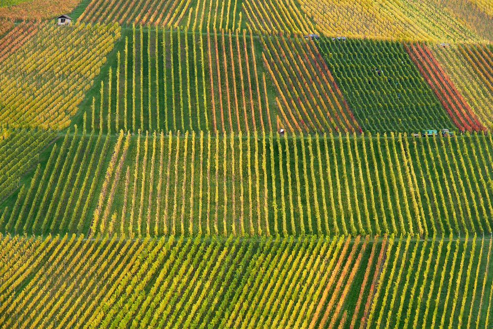 Weinberge im Herbst