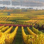 Weinberge im Herbst in Rüdesheim am Rhein