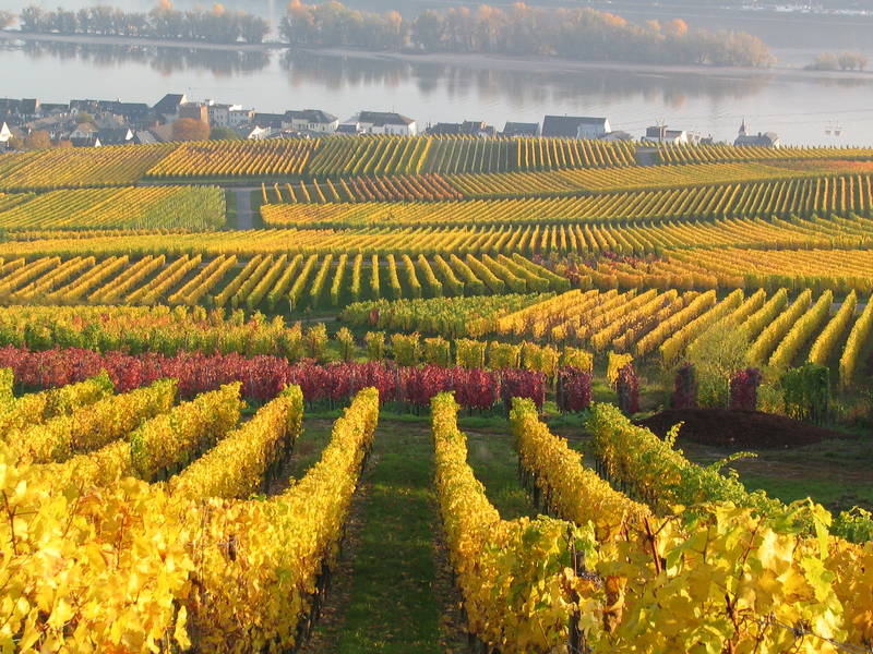 Weinberge im Herbst in Rüdesheim am Rhein