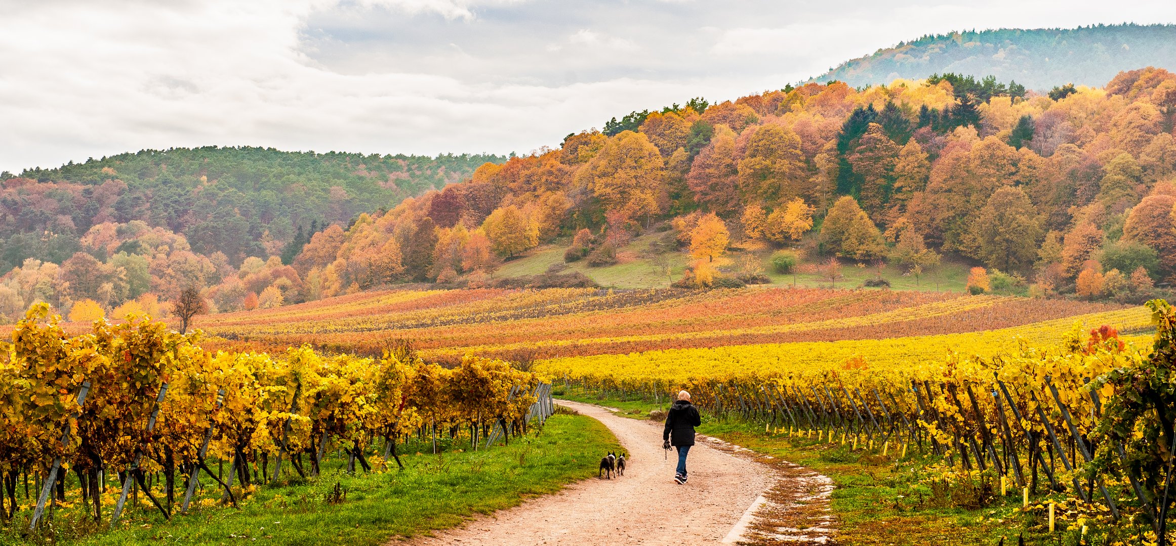 Weinberge im Herbstlaub