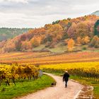 Weinberge im Herbstlaub