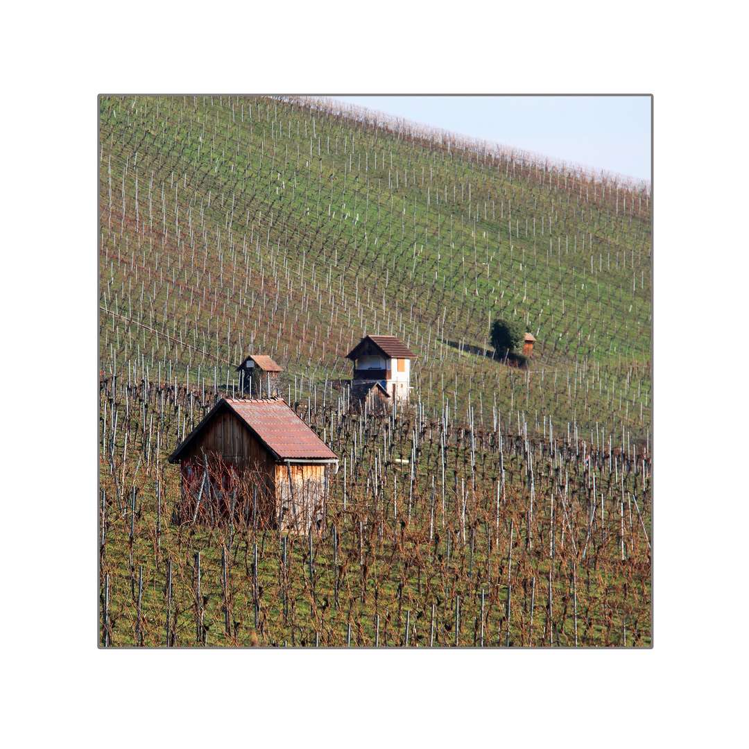 Weinberge im Januar 2016