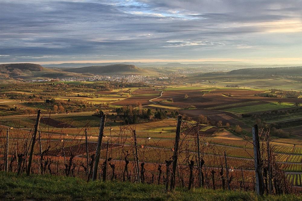 Weinberge im Januar