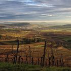 Weinberge im Januar