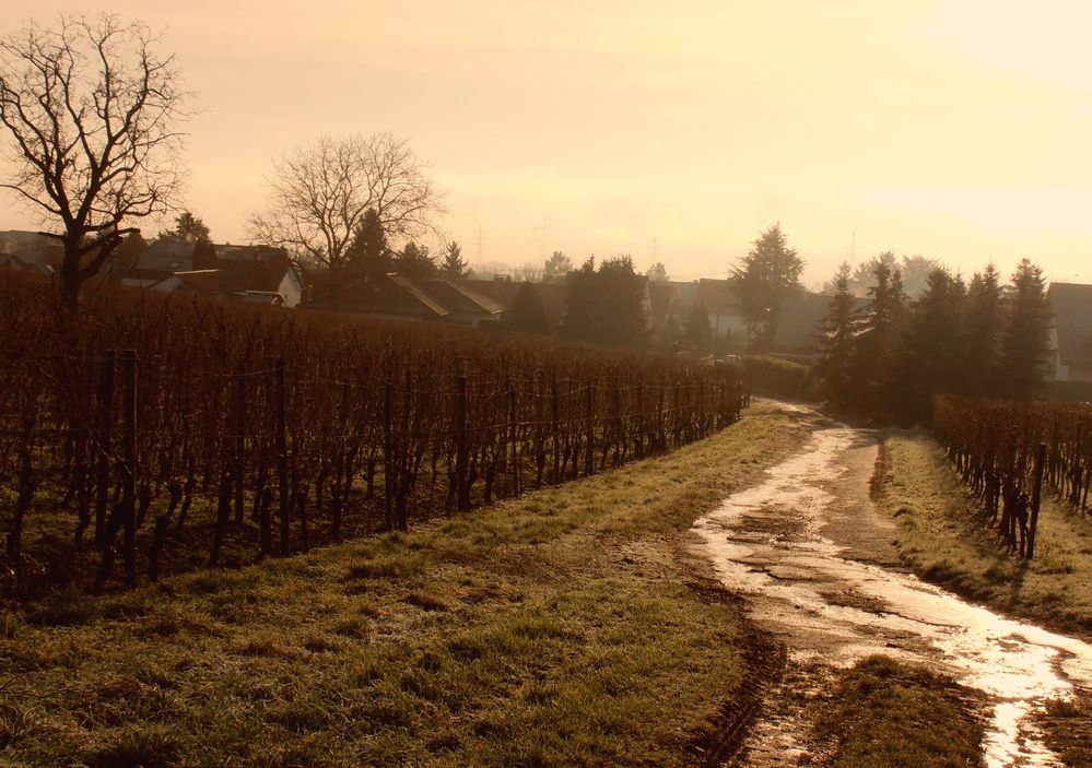 Weinberge im Januar