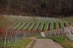 Weinberge im Januar