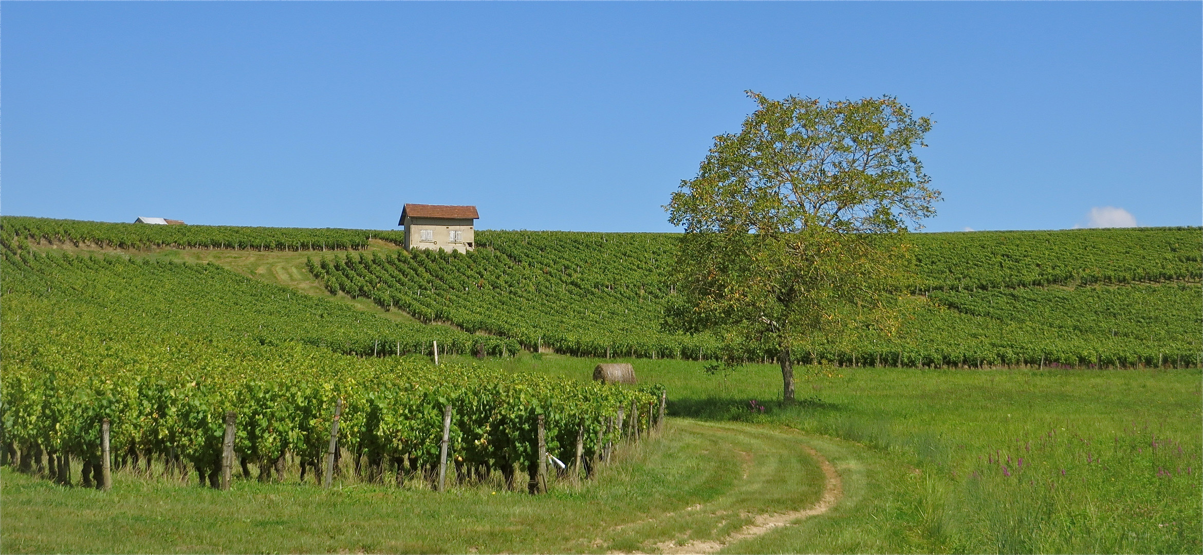 ... Weinberge im Jura !!!...