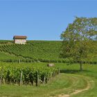 ... Weinberge im Jura !!!...