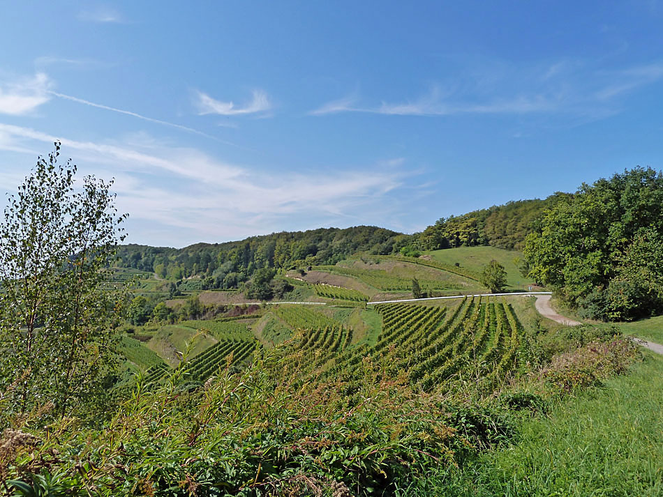 Weinberge im Kaiserstuhl