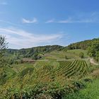 Weinberge im Kaiserstuhl