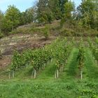 Weinberge im Kochertal - Osthanglage