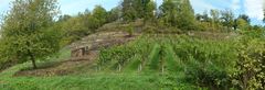 Weinberge im Kochertal - Osthanglage